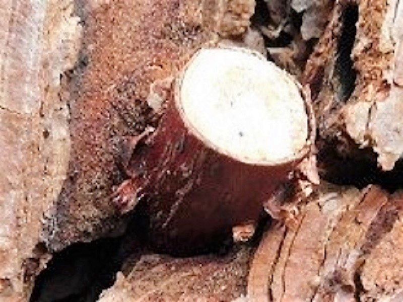 Fotogr.il 5.10.2021 lignicolo